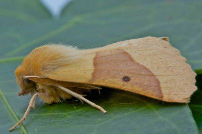 Scalloped Oak Moth