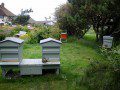 Our Apiary
