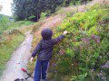 Blueberry Picking
