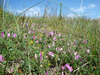 Wild flowers in the dunes