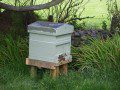 New Hive