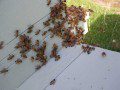 Huddles of bees on Clettwr