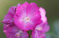 Campanula