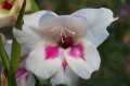 Gladioli