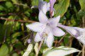 Hosta