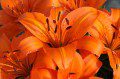 Lily