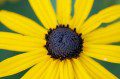 Rudbeckia