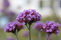 Verbena