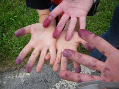 Blueberry Picking
