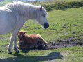 Dartmoor Pony Foal