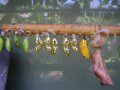 Iridescent Gold Cocoons