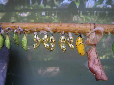 Iridescent Gold Cocoons