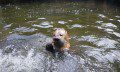 Otter
