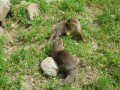 Otters