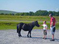 Dartmoor Ponies
