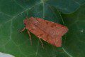 Beaded Chestnut