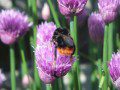 Morgan's Bee Photo