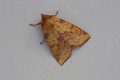 Sallow
