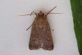 Square-spot Rustic