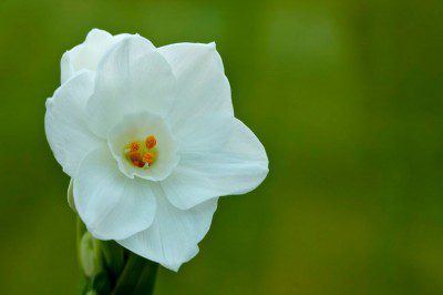 Narcissus Flower