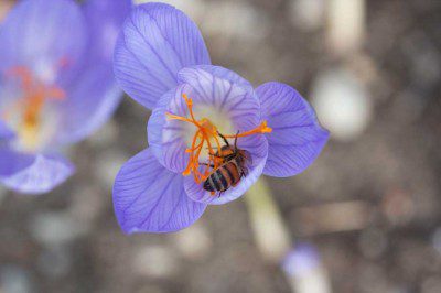 Collecting from a Crocus