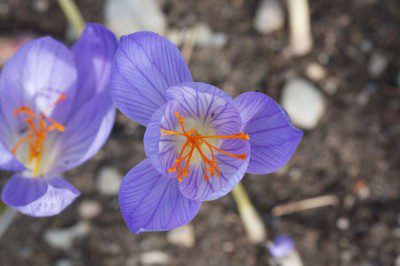 Crocus