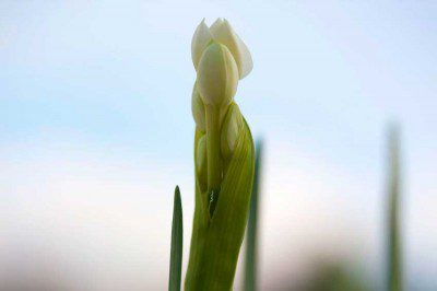 Narcissus Flowering