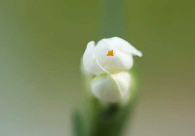 Narcissus Flowering