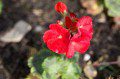 Geranium