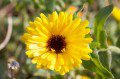 Marigold