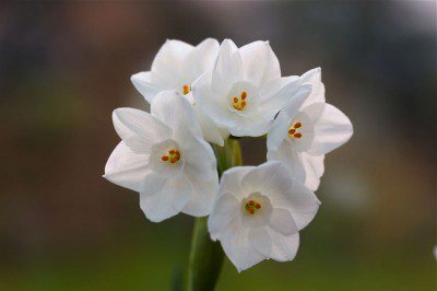 Narcissus Flowers
