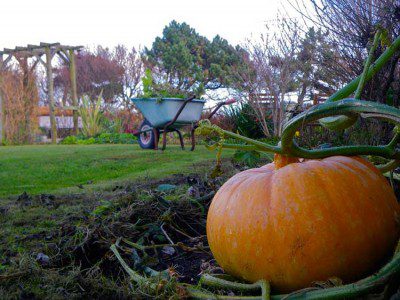 Garden Pumpkin