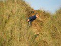 Dune Jumping