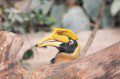 Hornbill