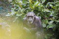 Chimp