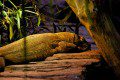 Komodo Dragon