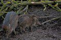 Warty Pigs