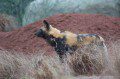Painted Dog