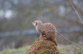 Meerkat