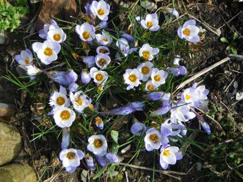 Honey Bees on Crocuses