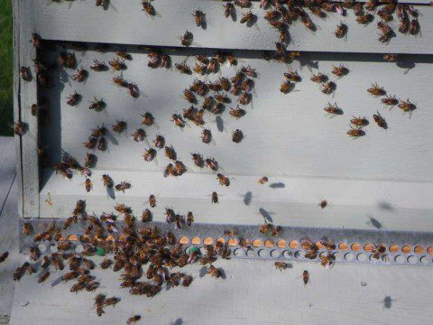 Busy Bees in Spring