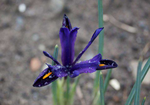 Crocus