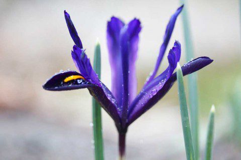 Crocus