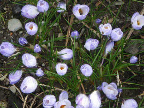 Crocuses