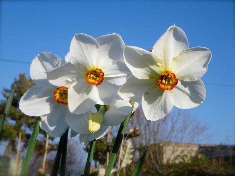 Spring in the Garden