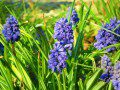 Muscari - Grape Hyacinth