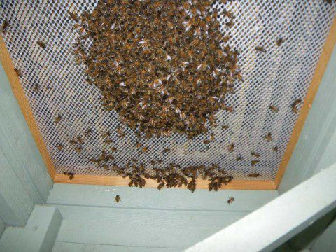 Bees under the Floor
