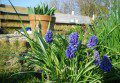 Spring Bulbs