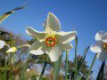 Daffodil