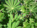 Fresh Green Lupin Leaves